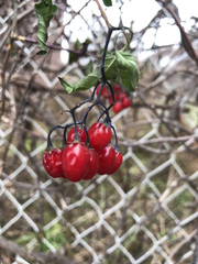 Solanum dulcamara
