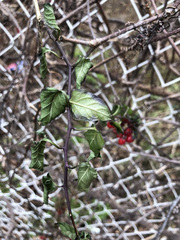 Solanum dulcamara