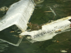 Pelophylax perezi