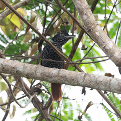 Thamnophilus palliatus