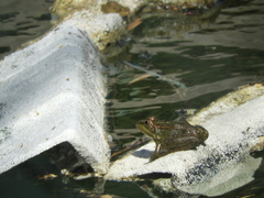 Pelophylax perezi