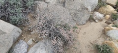 Eriogonum wrightii nodosum