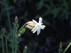 Silene douglasii