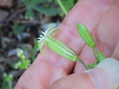 Silene douglasii