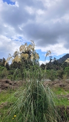 Austroderia richardii