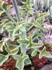 Baculellum articulatum