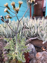 Baculellum articulatum