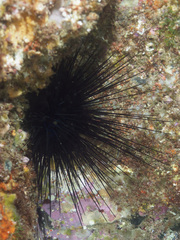 Centrostephanus rodgersii