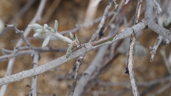 Eriogonum wrightii nodosum