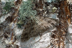 Melanolophia