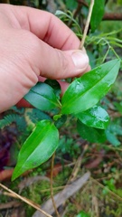 Valeriana clematitis