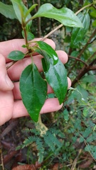 Valeriana clematitis