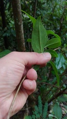 Valeriana clematitis