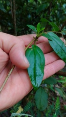 Valeriana clematitis