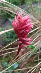 Stenorrhynchos albidomaculatum