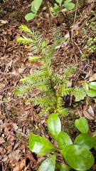 Prumnopitys ferruginea