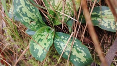 Stenorrhynchos albidomaculatum
