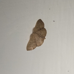 Cyclophora obstataria