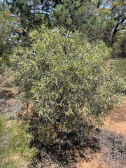 Alectryon oleifolius canescens