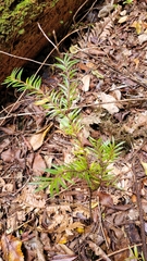 Prumnopitys ferruginea