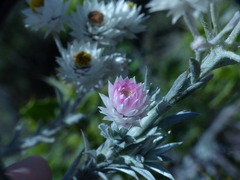 Achyranthemum