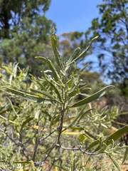 Alectryon oleifolius canescens