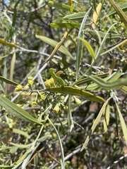 Alectryon oleifolius canescens