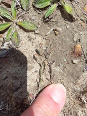 Gypsophila australis