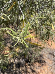 Alectryon oleifolius canescens