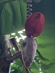 Musa × paradisiaca