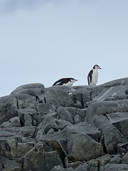 Pygoscelis antarcticus