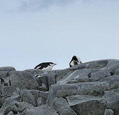 Pygoscelis antarcticus