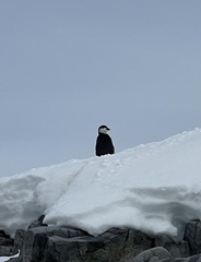 Pygoscelis antarcticus