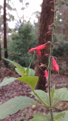Salvia rufula