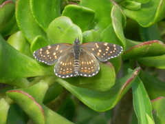 Chlosyne cyneas