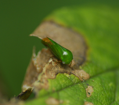 Smiliinae