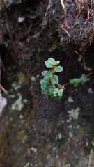 Chaetolepis microphylla