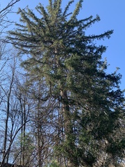 Picea omorika