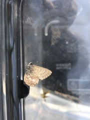 Theclinesthes serpentata