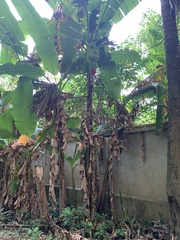 Musa × paradisiaca