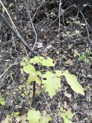 Clematis ligusticifolia