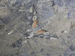 Erinnyis oenotrus