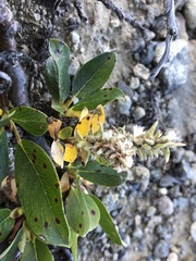 Salix arctica