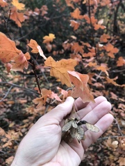 Acer grandidentatum