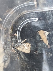 Theclinesthes serpentata