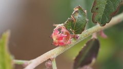Ayenia compacta