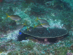 Atypichthys strigatus