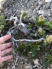 Salix arctica