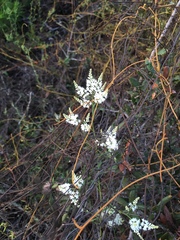 Polygonella polygama