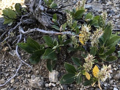 Salix arctica